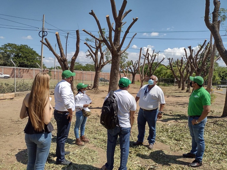 Corpocesar inspeccionó la intervención realizada a los árboles en el parqueadero del aeropuerto Alfonso López de Valledupar
