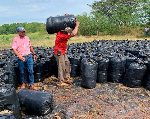 AGROSAVIA entregó 213 toneladas de ensilaje a los productores en el Caribe Seco colombiano