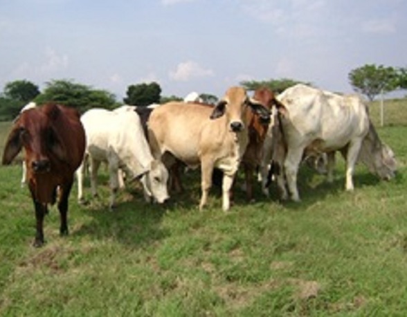ICA inicia sacrificio sanitario de los bovinos afectados con fiebre aftosa