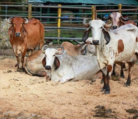 Curazao reabre mercado para la carne bovina colombiana