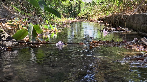 Corpocesar impone medida ambiental al municipio de Valledupar para recuperar y proteger el humedal el Eneal.
