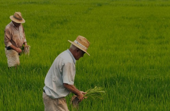 Hay 2 millones de tolenadas de arroz y no hay quién las compre
