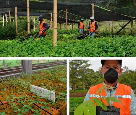 Celsia alcanzó los  5,7 millones de árboles nativos sembrados en Antioquia, Valle y Tolima con su programa ReverdeC