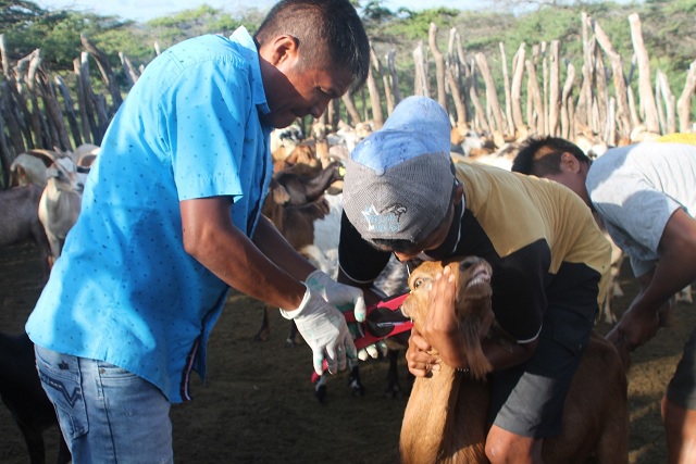 Agrosavia avanza en los trabajos de campo en las comunidades Wayuu de La Guajira