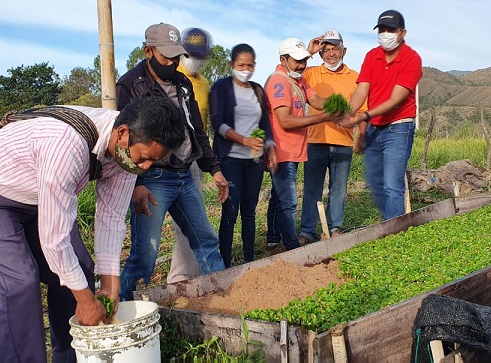 Comité Nacional de Cafeteros dona 180 mil chapolas de café a productores de Pueblo Bello – Cesar