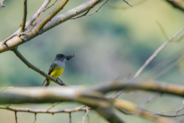 Cesar es potencia para Colombia en el avistamiento de aves