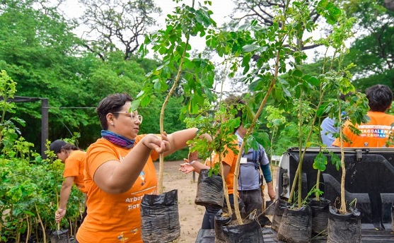 Gobernación del Magdalena sembrará 47.500 árboles de especies nativas en Fundación y Aracataca