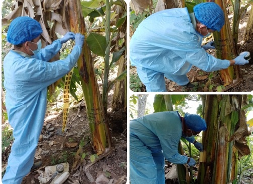 El ICA verifica estado fitosanitario de las plantaciones de musáceas del Cesar