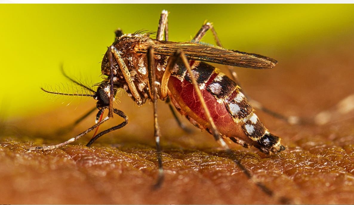 Secretaría de Salud previene a la población cesarense sobre el dengue y se reiteran recomendaciones