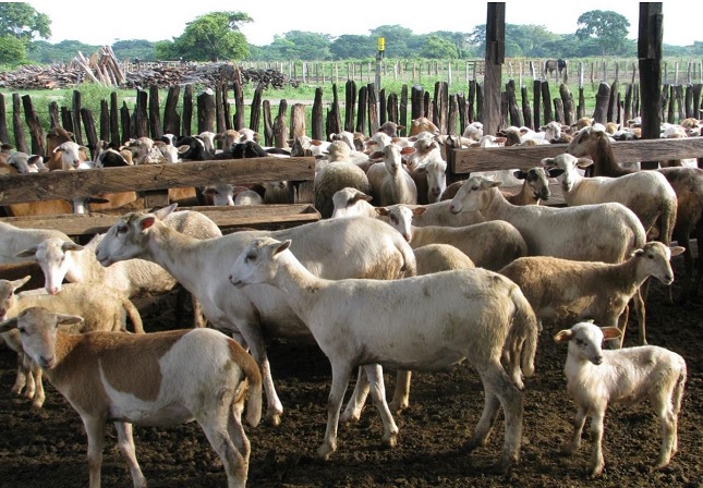 Agrosavia hace recomendaciones tecnológicas para la producción de ovinos de carne en el Caribe