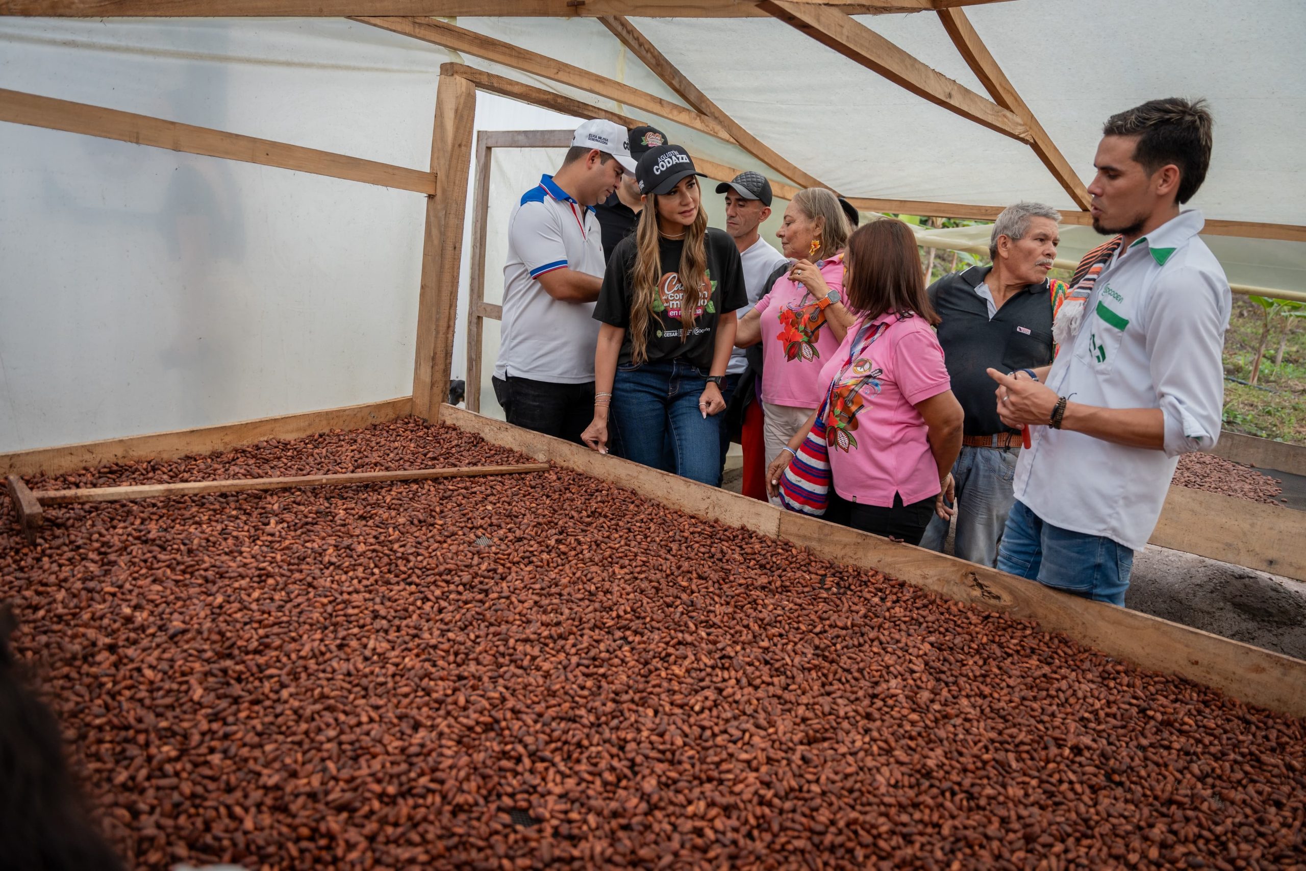 La producción de cacao se fortalece en el departamento y el Gobierno del Cesar impulsa los procesos de calidad